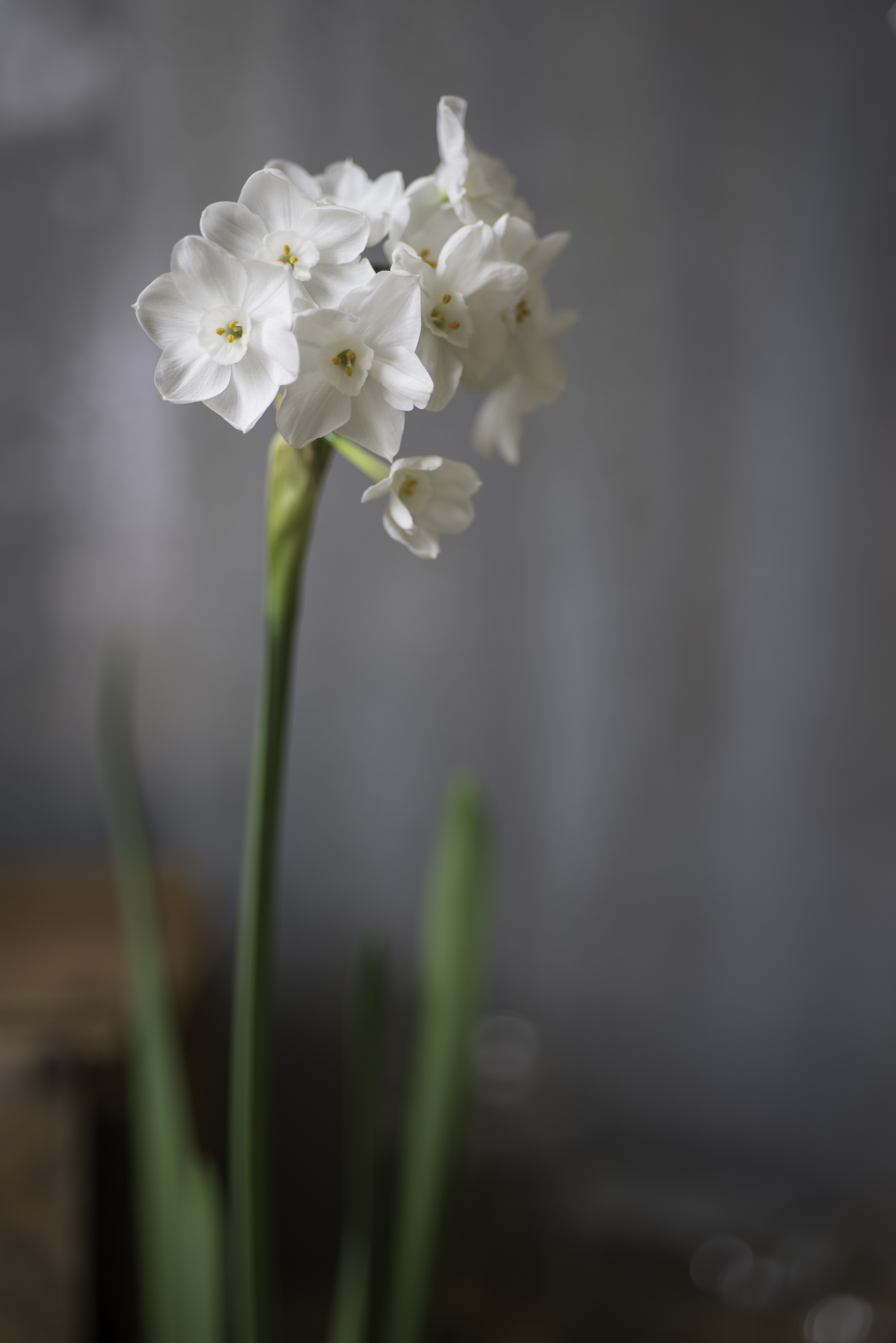 Forcing Bulbs
