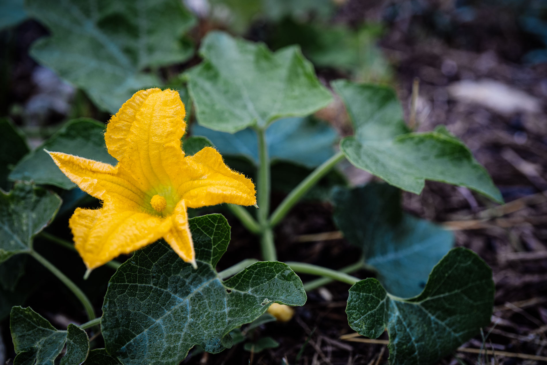 Growing Your Own Pumpkin Patch